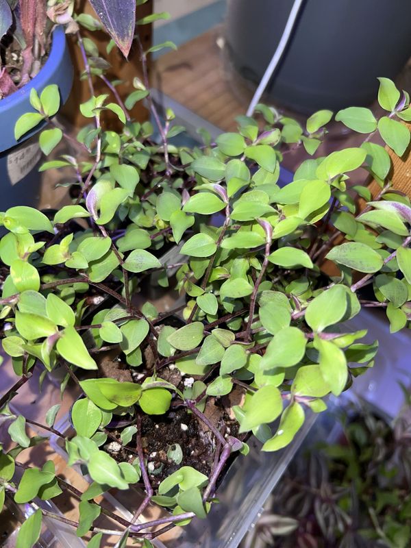 Tradescantia, Callisia Minima Repens, LHP