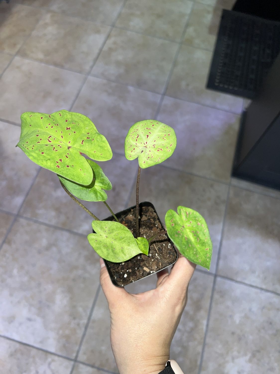 Caladium, Miss Muffet SM, LHP