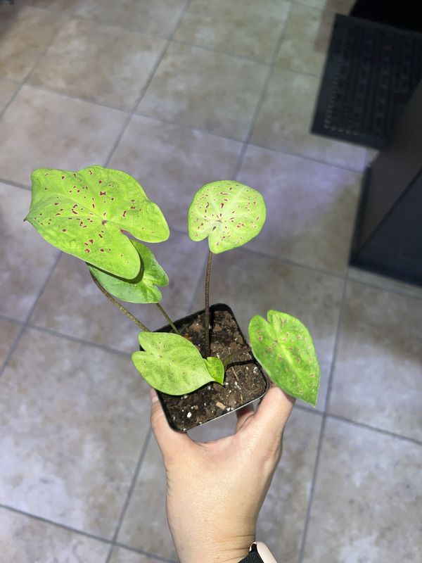 Caladium, Miss Muffet SM, LHP