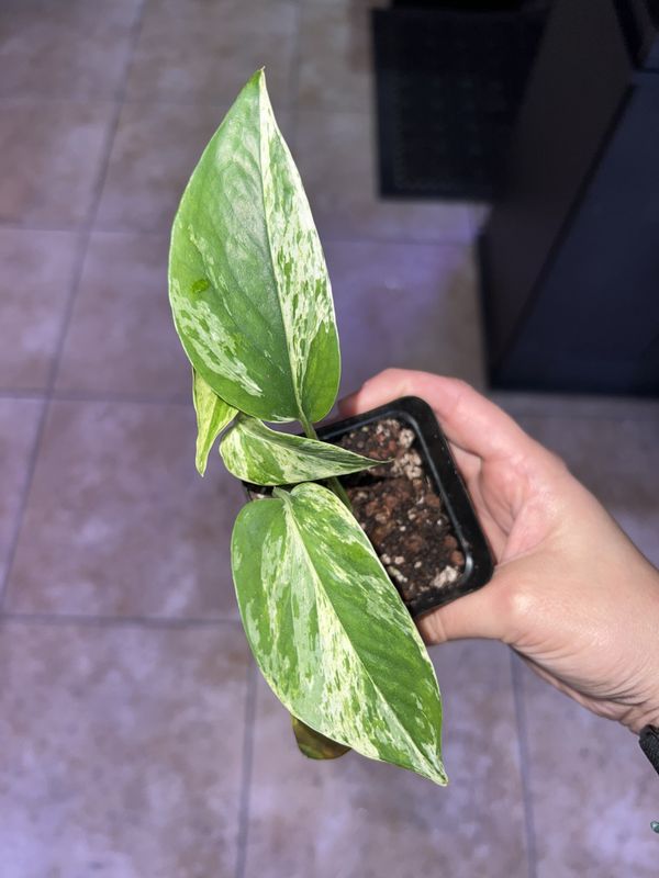 Pothos, Marble Queen LHP