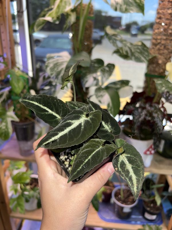 Syngonium, Rayii LHP