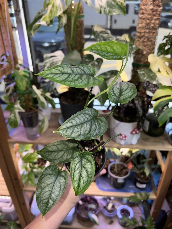 Monstera, Siltepecana LHP, POT