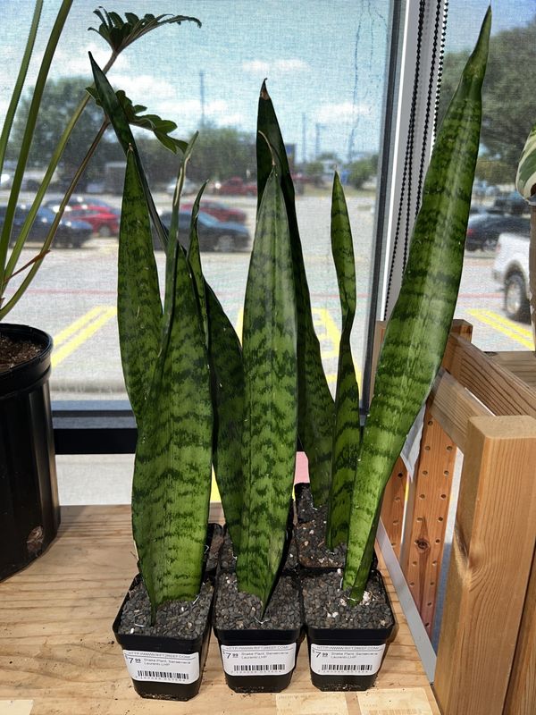 Snake Plant, Sansevieria Laurentii LHP
