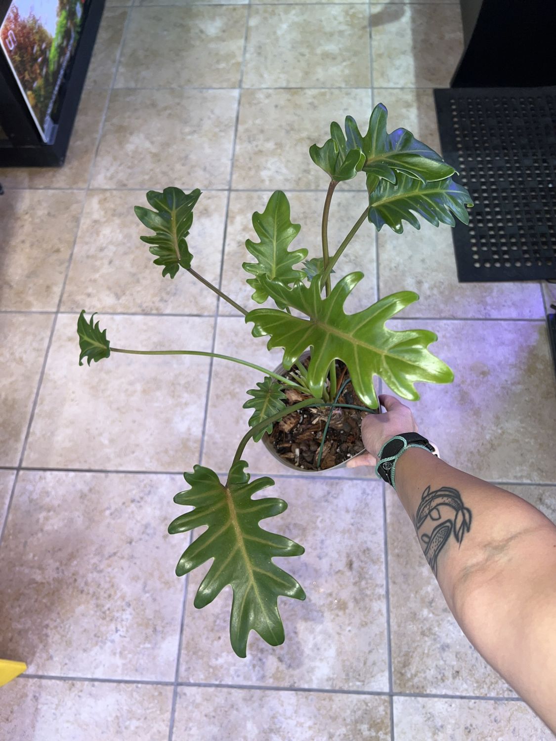 Philodendron, Xanadu LG, LHP