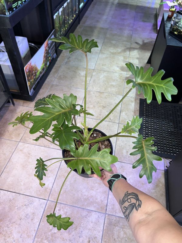 Philodendron, Xanadu XLG, LHP