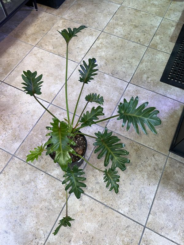 Philodendron, Xanadu XXL, LHP