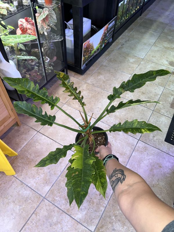 Philodendron, Ring of Fire LHP