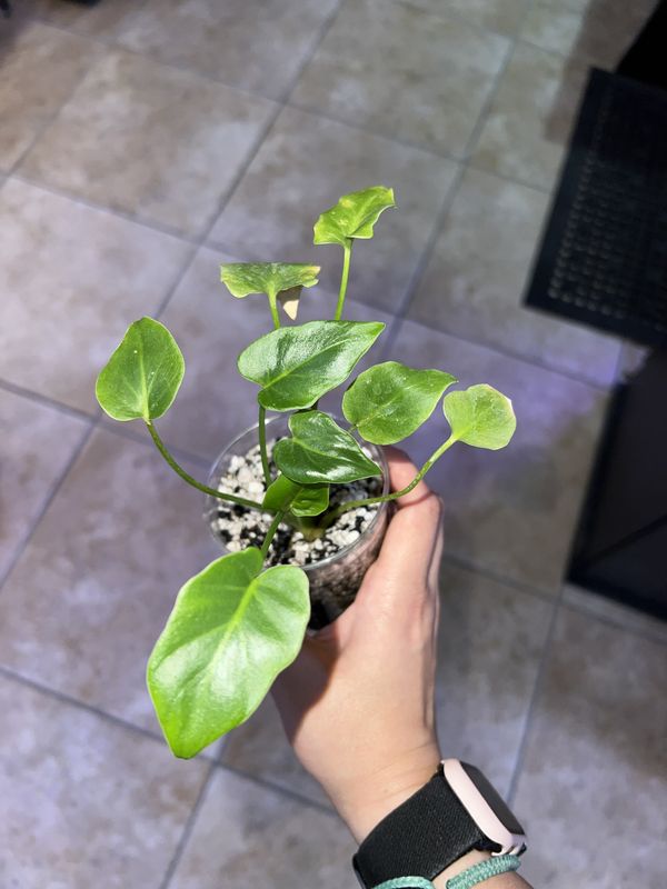 Philodendron, Xanadu SM, LHP