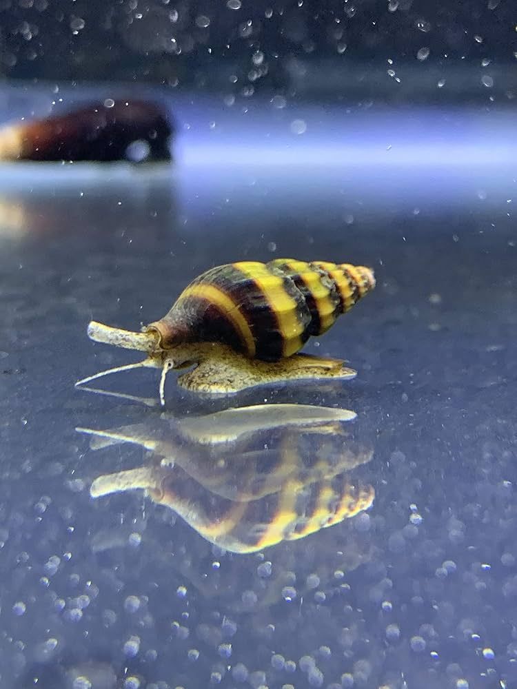 SNAIL, ASSASSIN