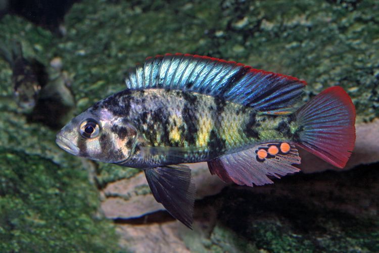 HAPLOCHROMIS, CHROMOGYNOS