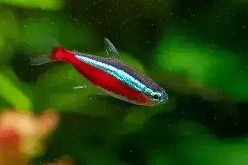 TETRA, CARDINAL "TANK RAISED"