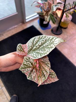 House/Terrarium Plants