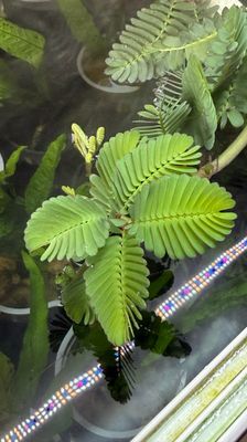 Ferns