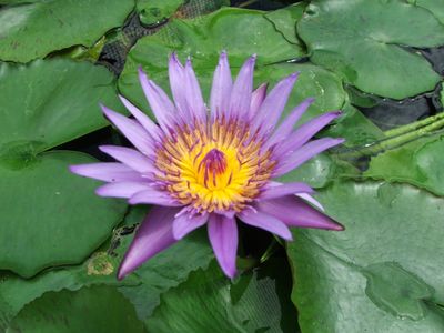 Pond &amp; Water Garden
