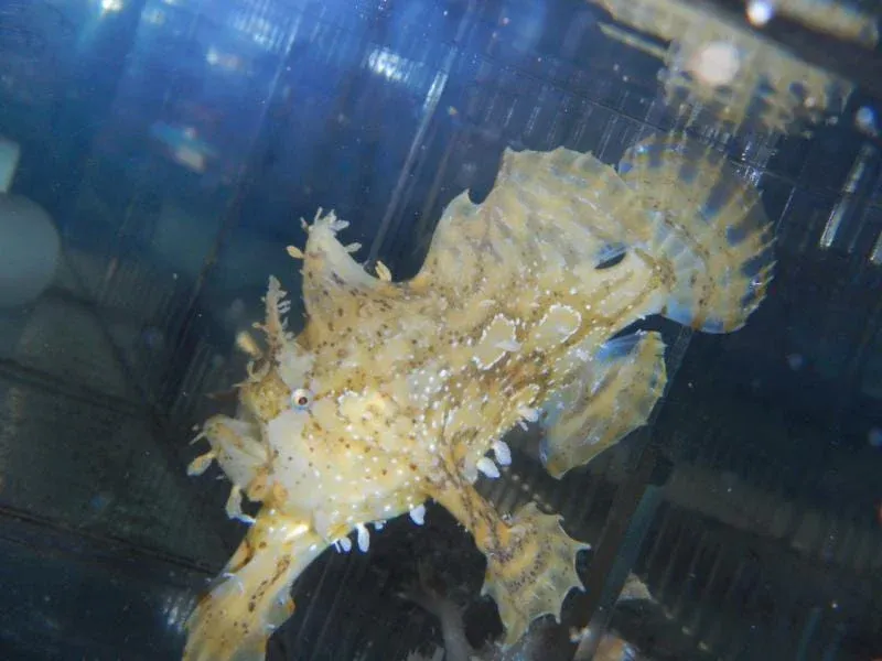 ANGLER, SARGASSUM