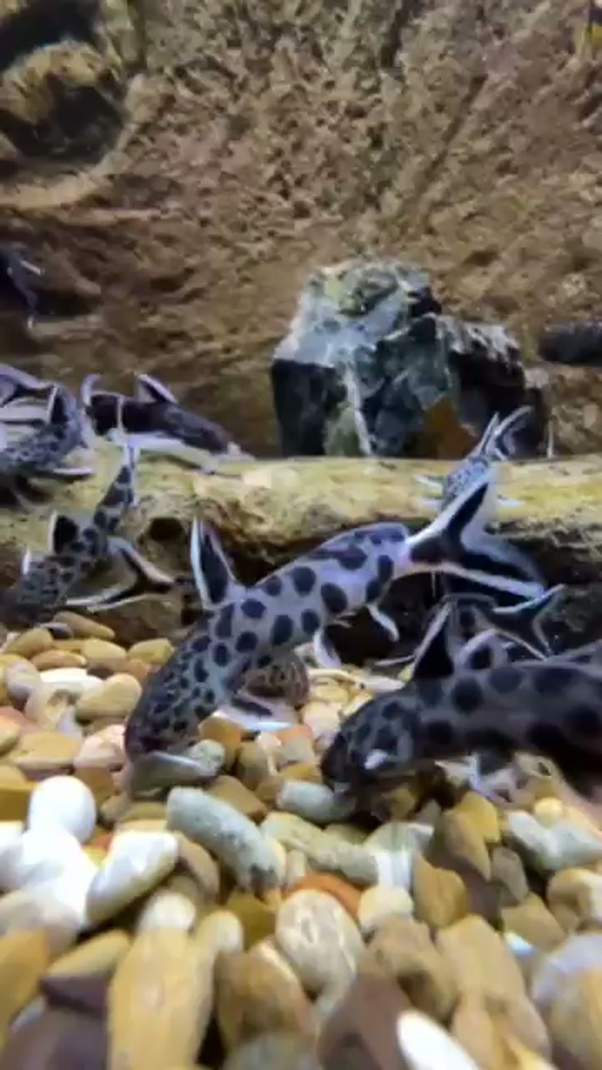 SYNODONTIS, PETRICOLA (SM)