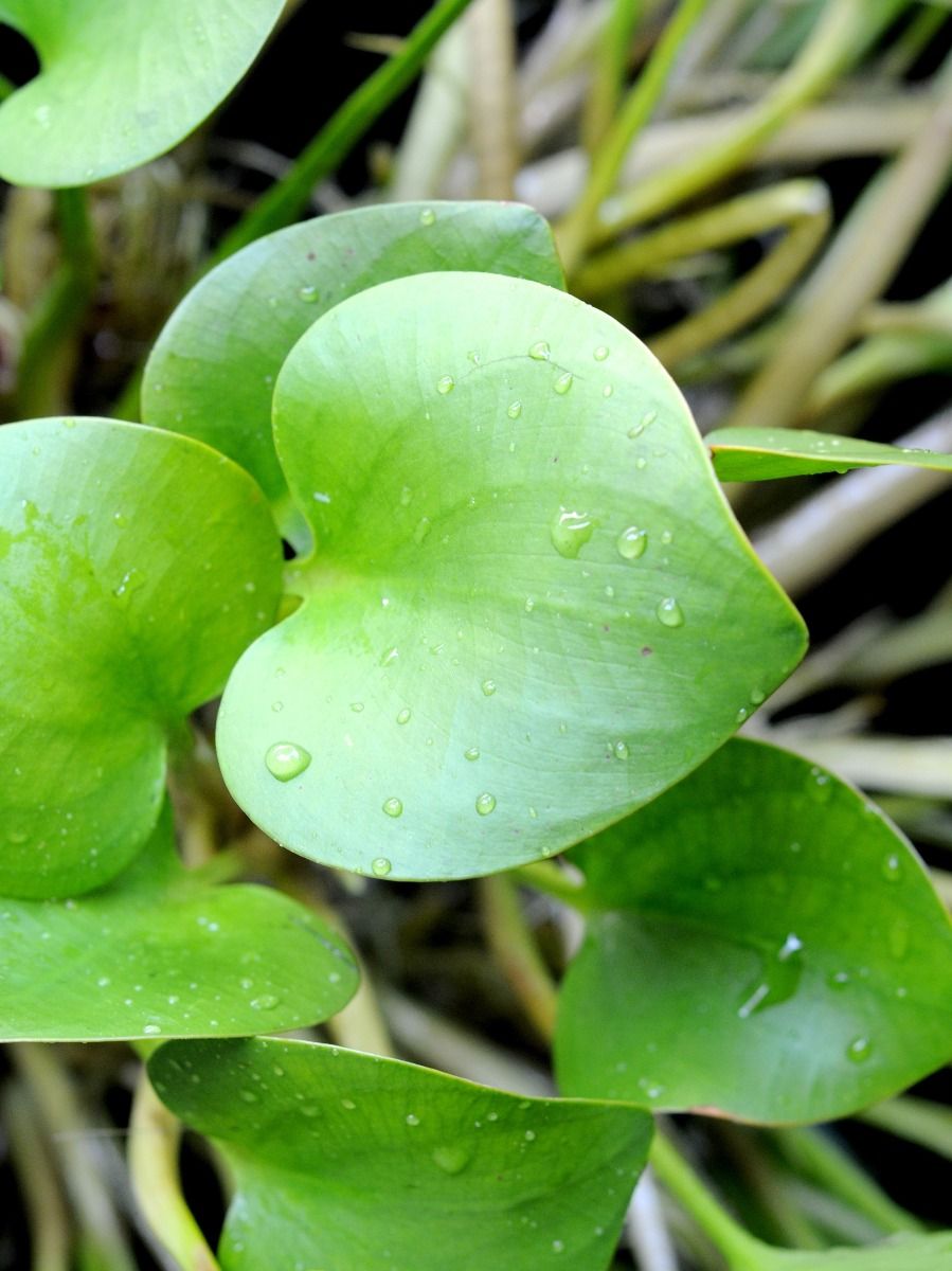 Pond Plant - Frogbit