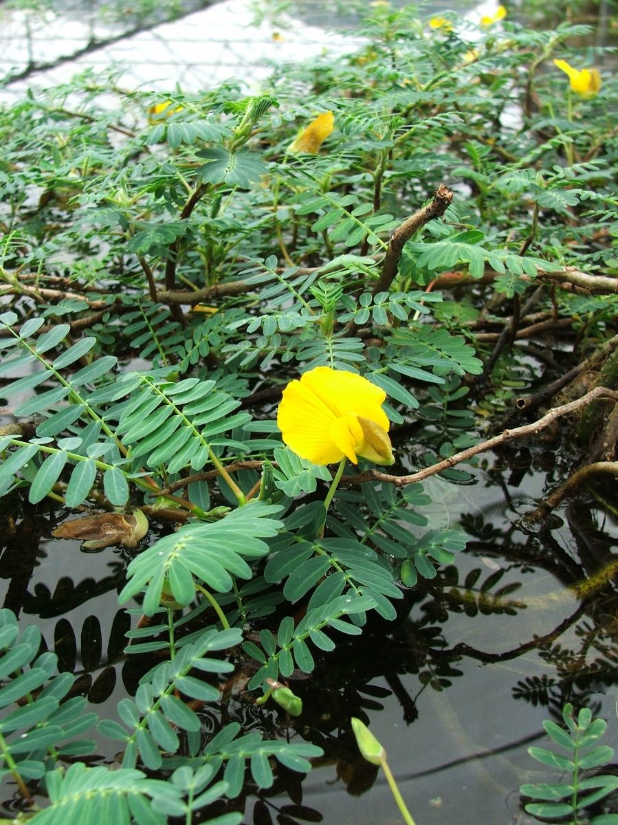Pond Plant - Sensitive Fern, Giant