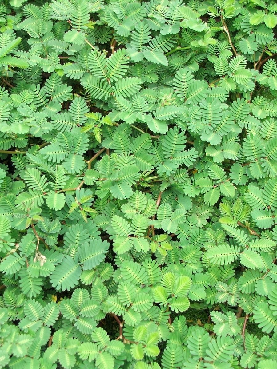 Pond Plant - Sensitive Plant