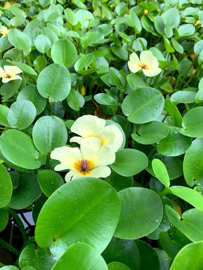 Pond Plant - Water Poppy
