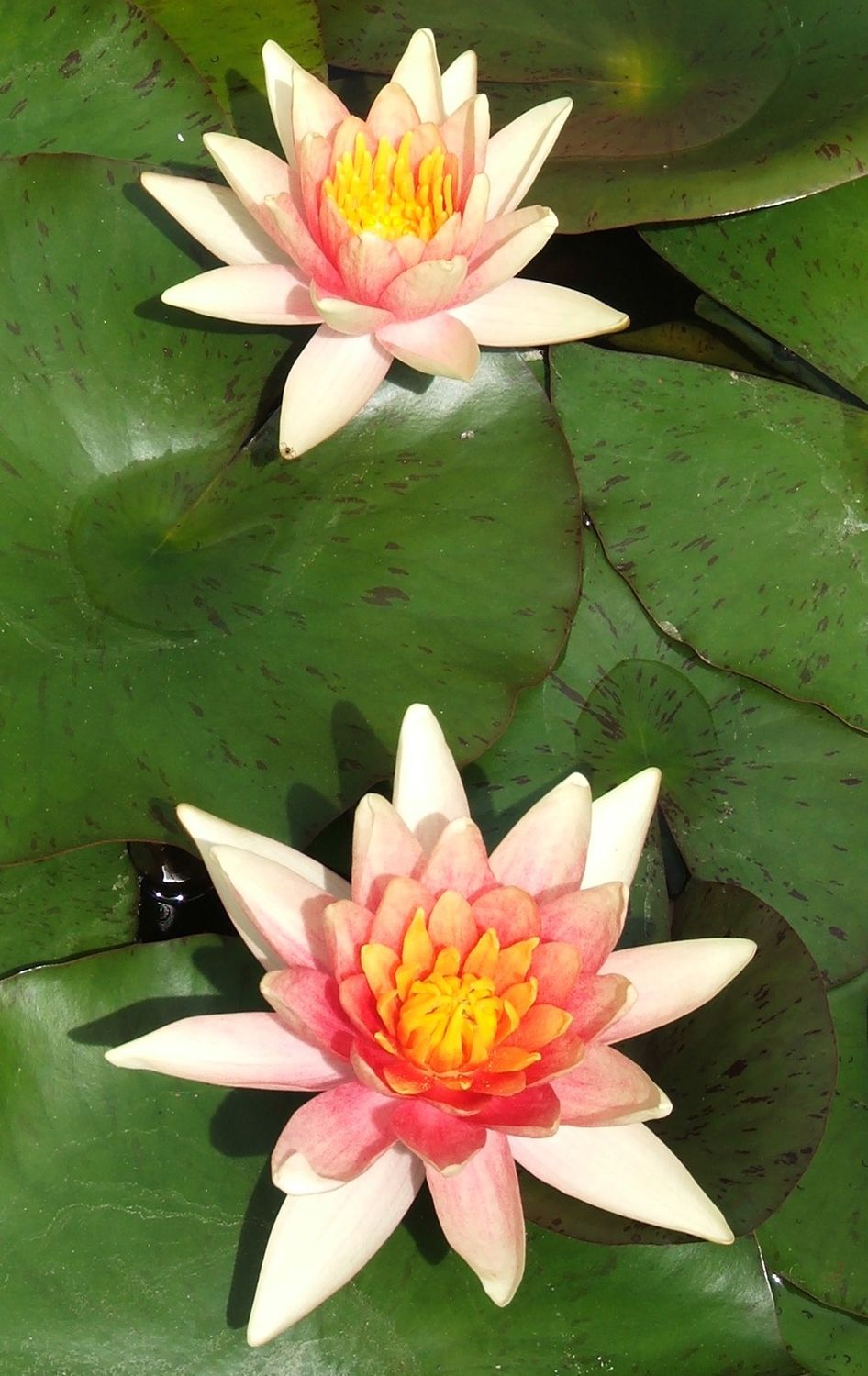Hardy Water Lily - Changeable