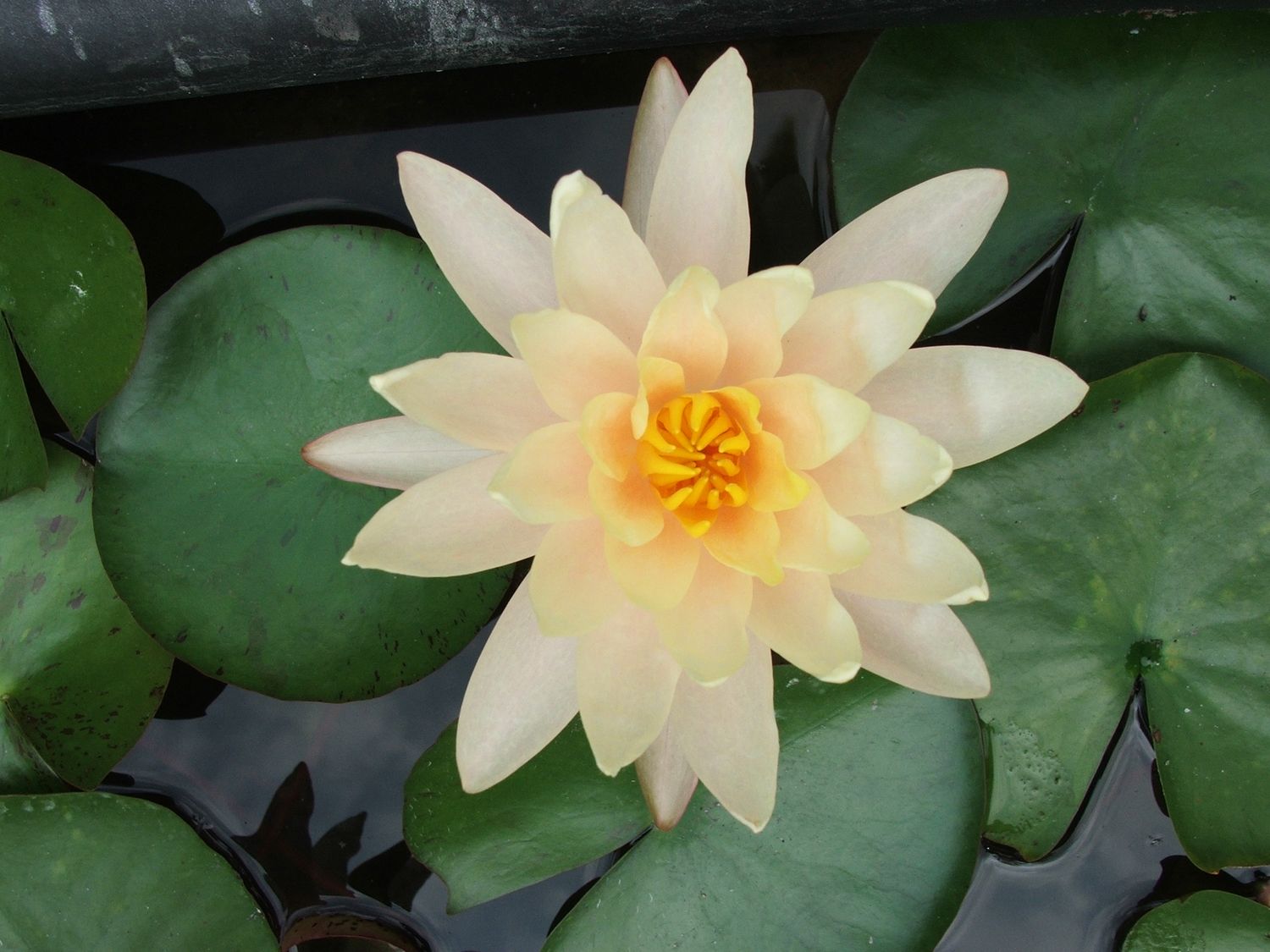 Hardy Water Lily - Barbara Dobbins
