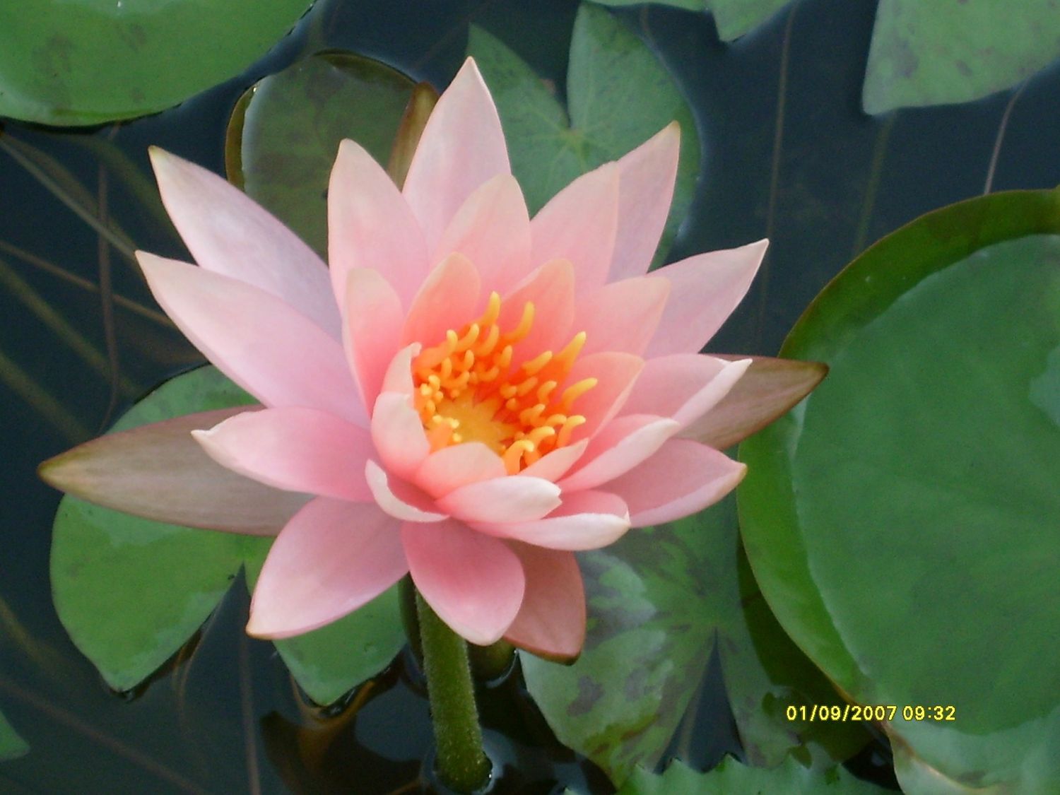 Hardy Water Lily - Colorado