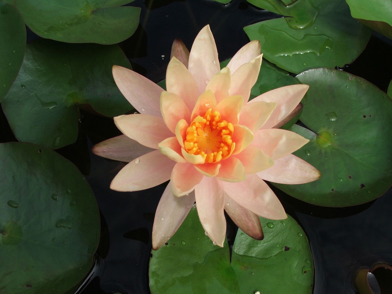 Hardy Water Lily - Georgia Peach