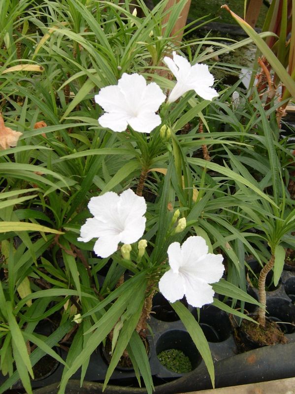 Hardy Water Lily - White