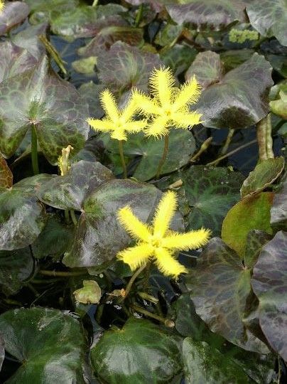 Hardy Water Lily - Yellow