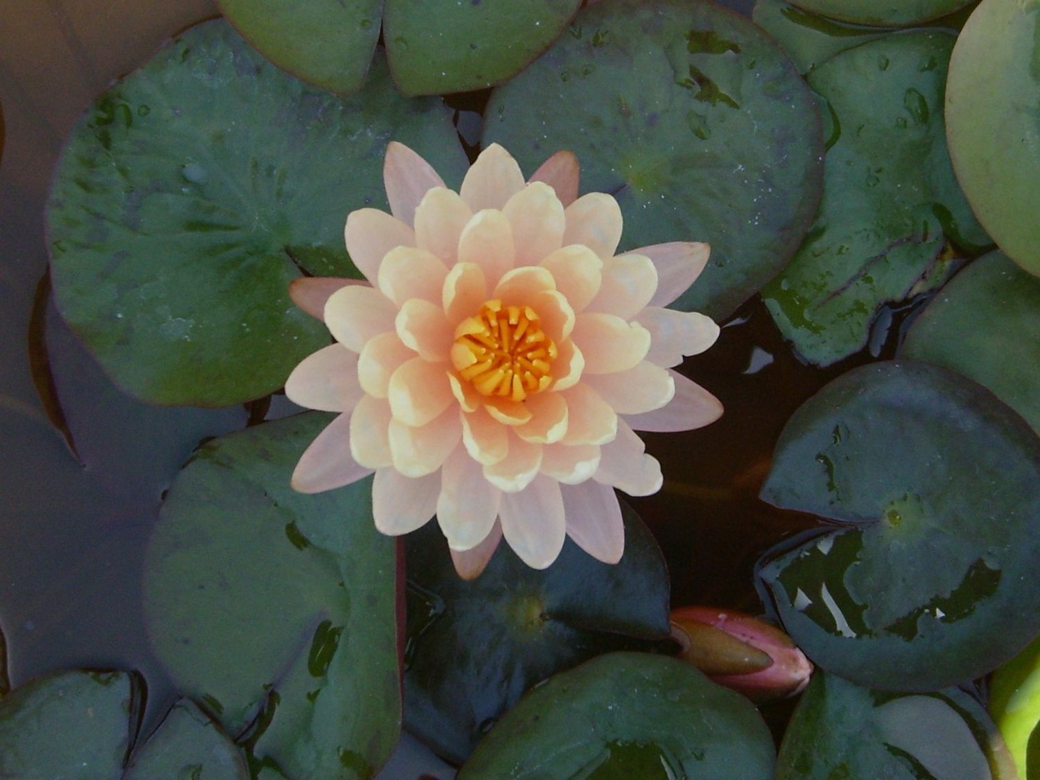 Hardy Water Lily - Mangkala Ubol