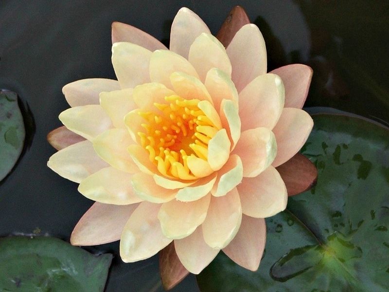 Hardy Water Lily - Peaches &amp; Cream