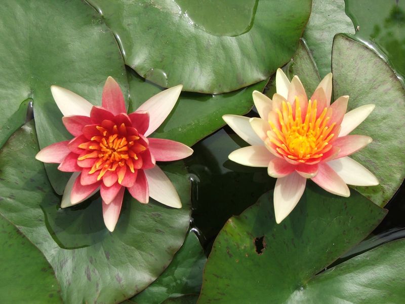 Hardy Water Lily - Comanche