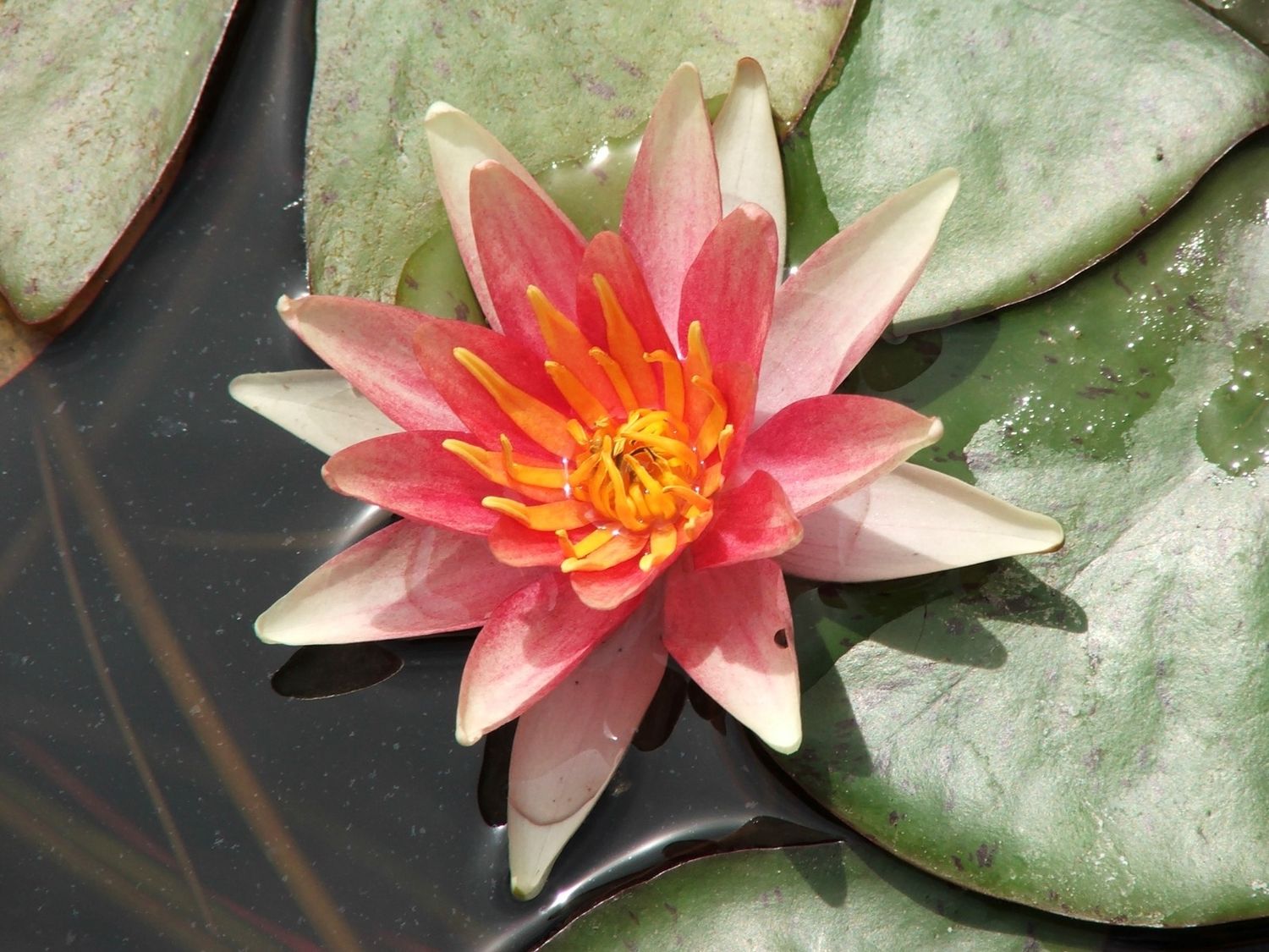 Hardy Water Lily - Sioux