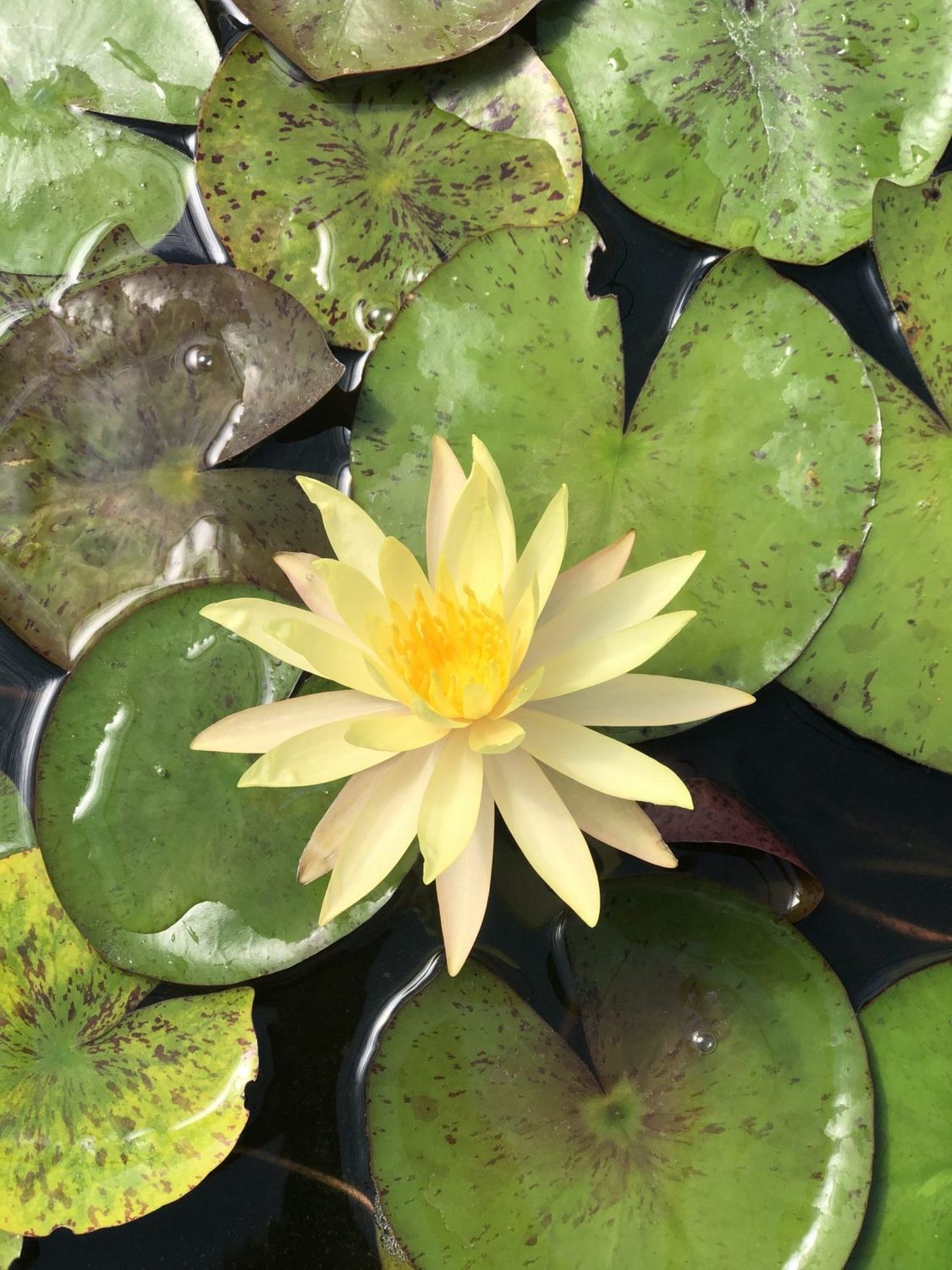 Hardy Water Lily - Siam Sunset