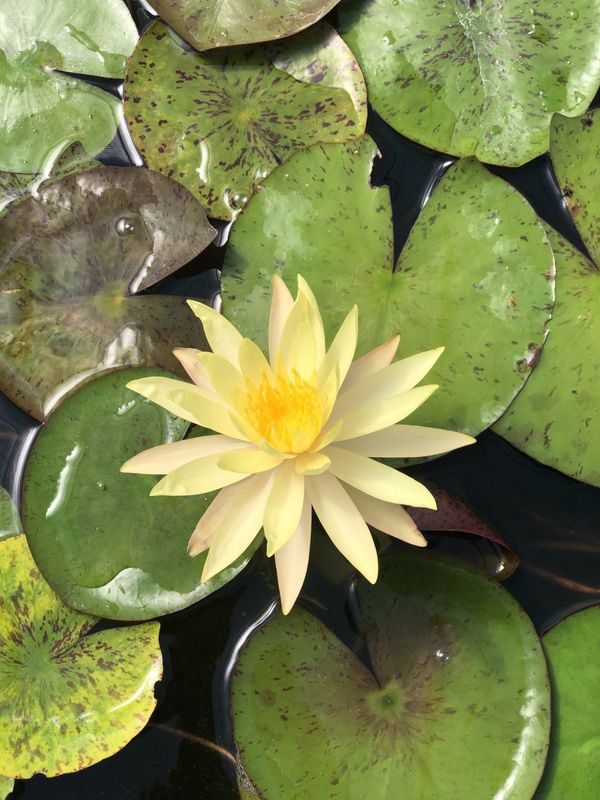 Hardy Water Lily - Siam Sunset