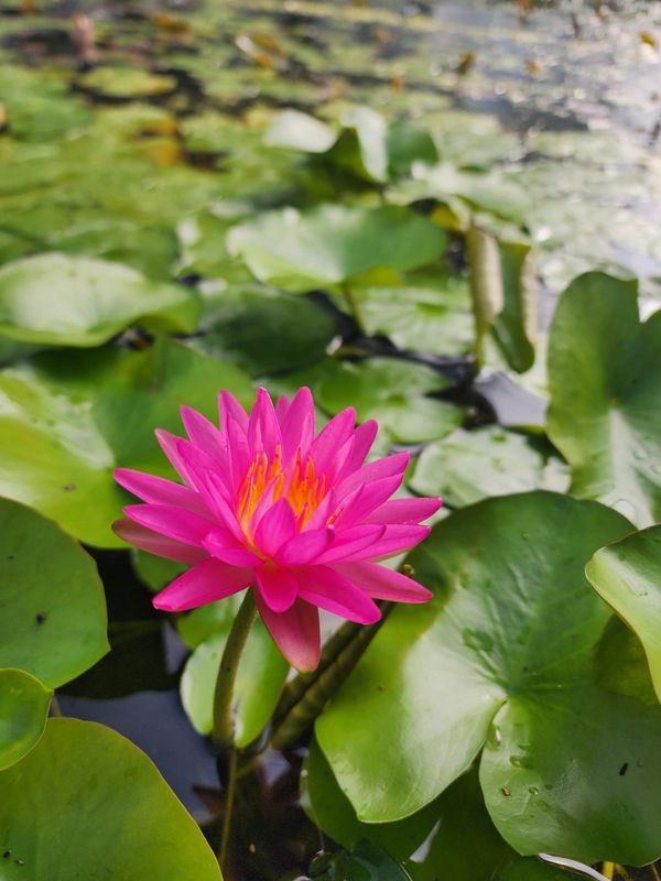 Hardy Water Lily - Pink Silk (Pink)