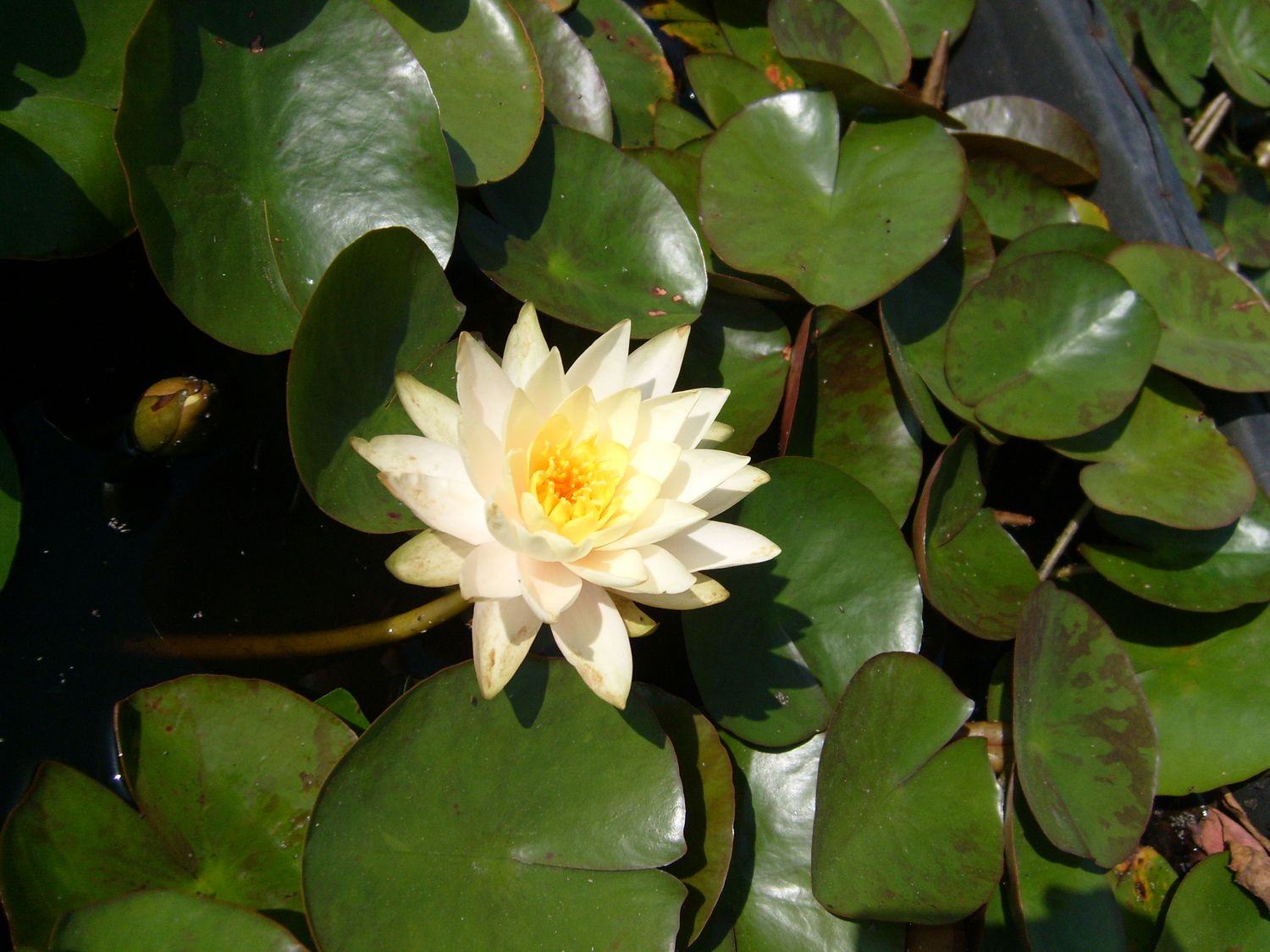Hardy Water Lily - Chromatella