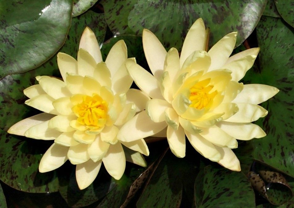 Hardy Water Lily - Inner Light