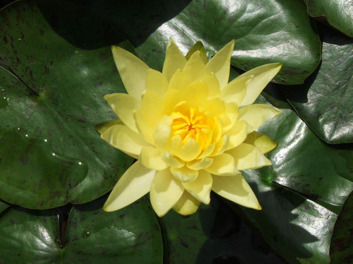 Hardy Water Lily - Joey Tomocik