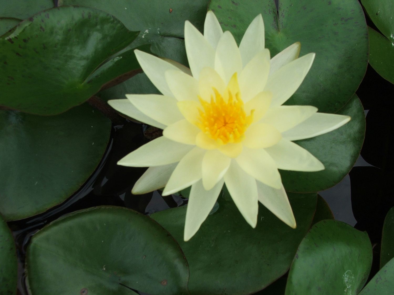 Hardy Water Lily - Paranee