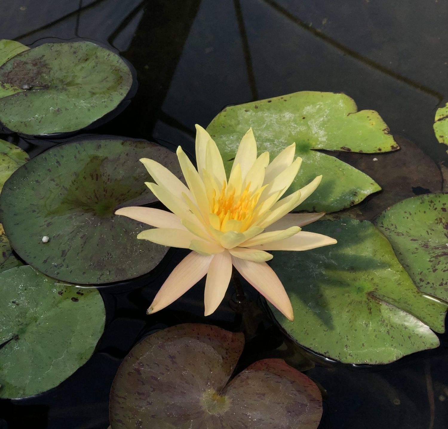 Hardy Water Lily - Yellow Bangpra