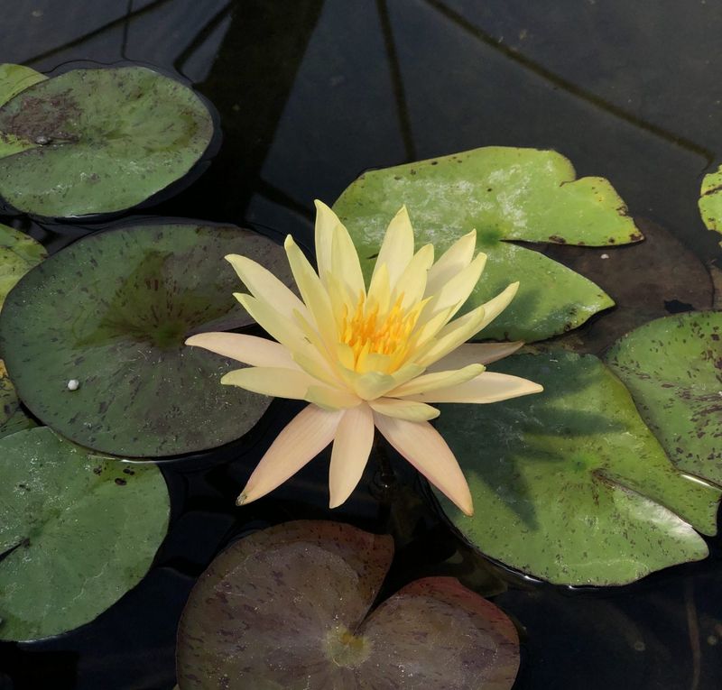 Hardy Water Lily - Yellow Bangpra