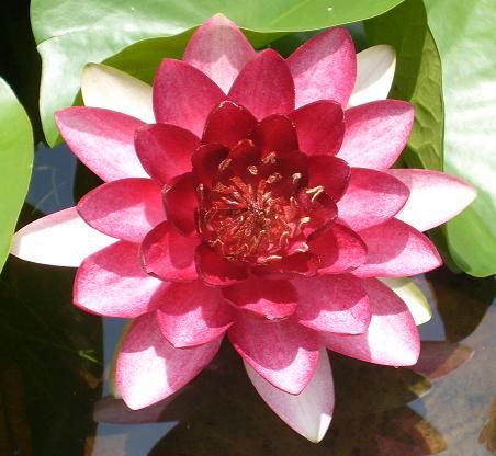 Hardy Water Lily - Almost Black