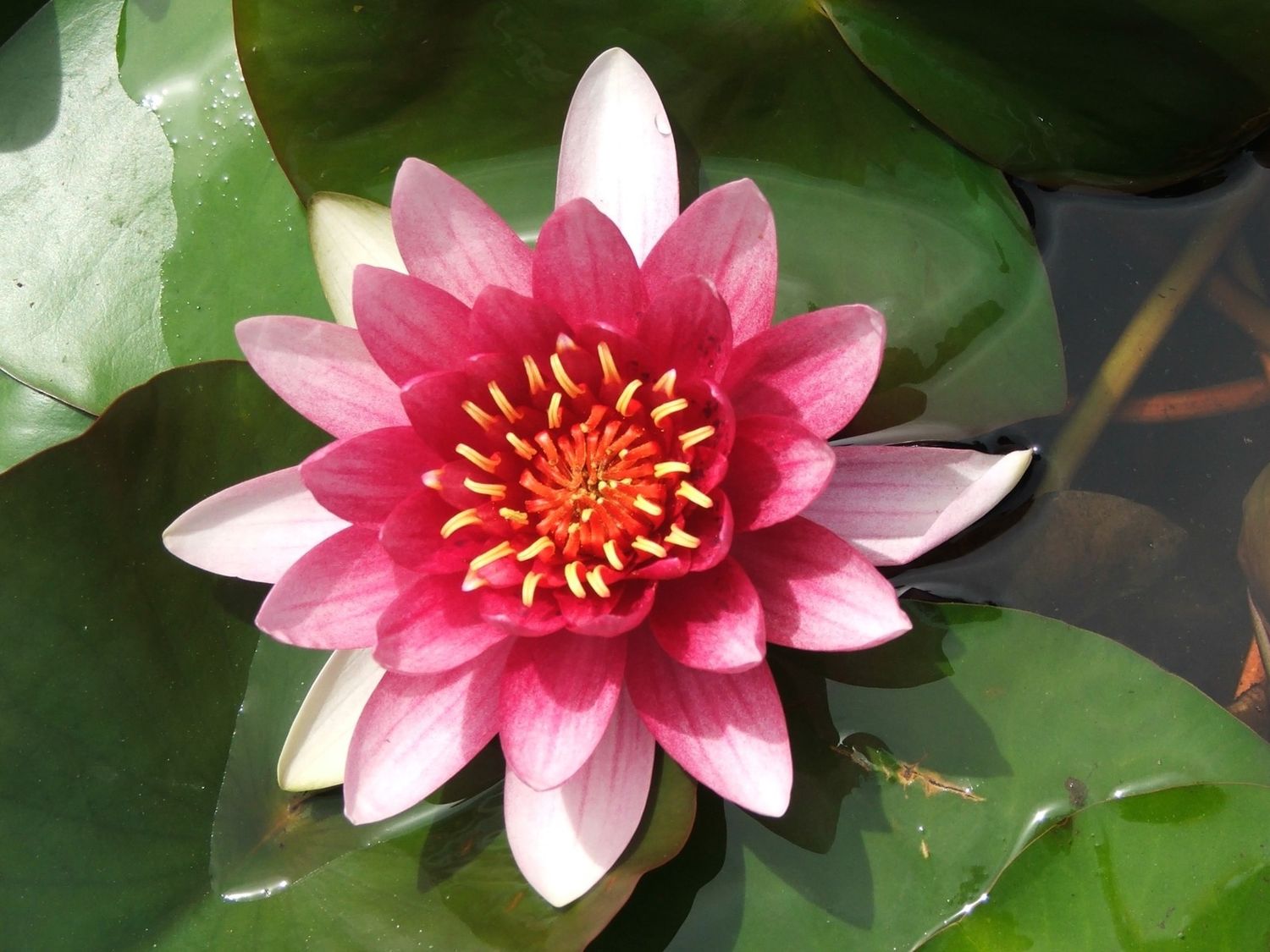 Hardy Water Lily - Attraction