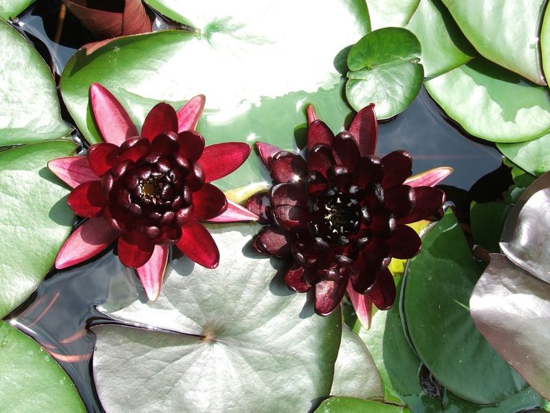 Hardy Water Lily - Black Princess