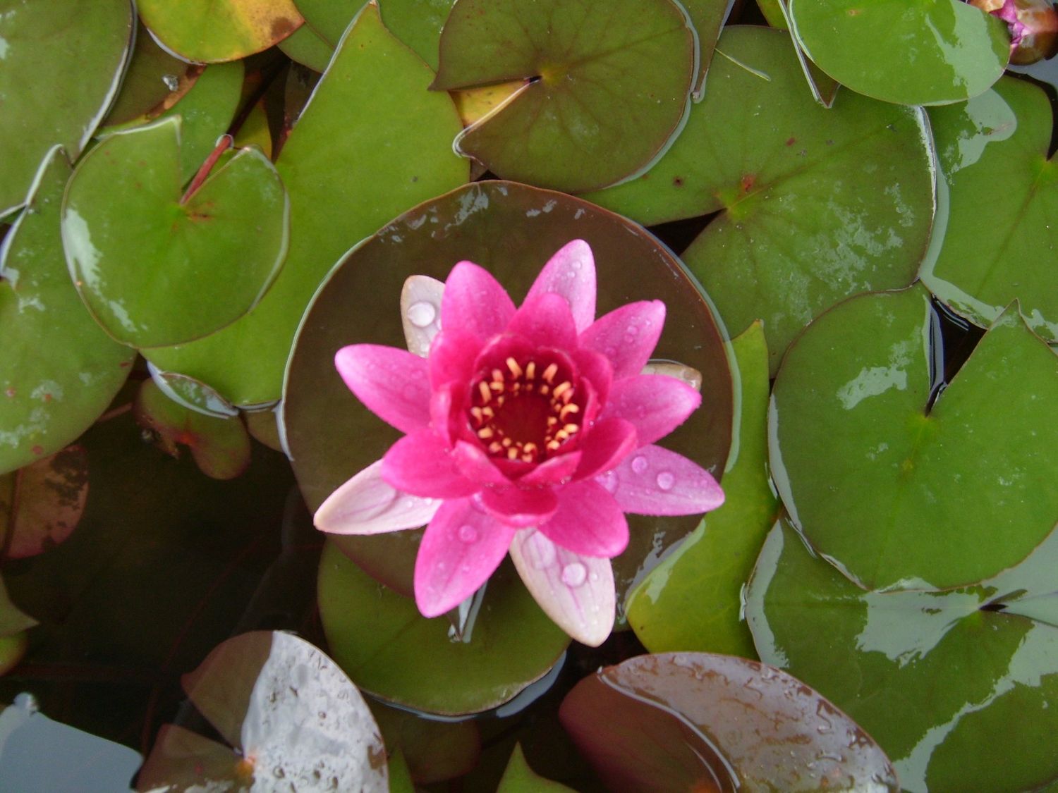 Hardy Water Lily - Perry's Baby Red