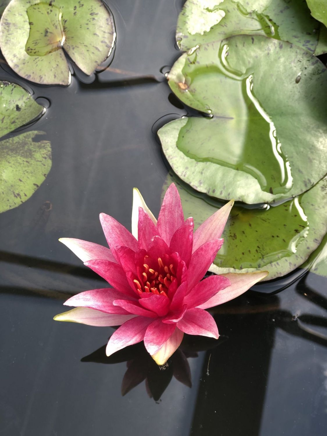 Hardy Water Lily - Red Spider