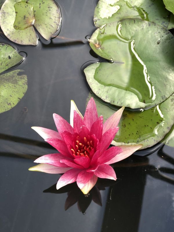 Hardy Water Lily - Red Spider