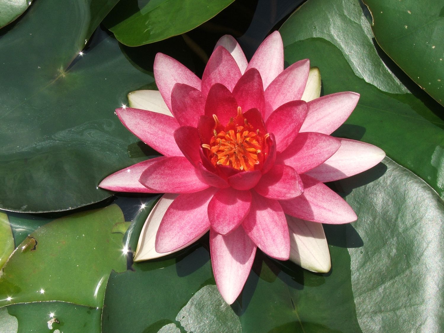 Hardy Water Lily - Rembrandt